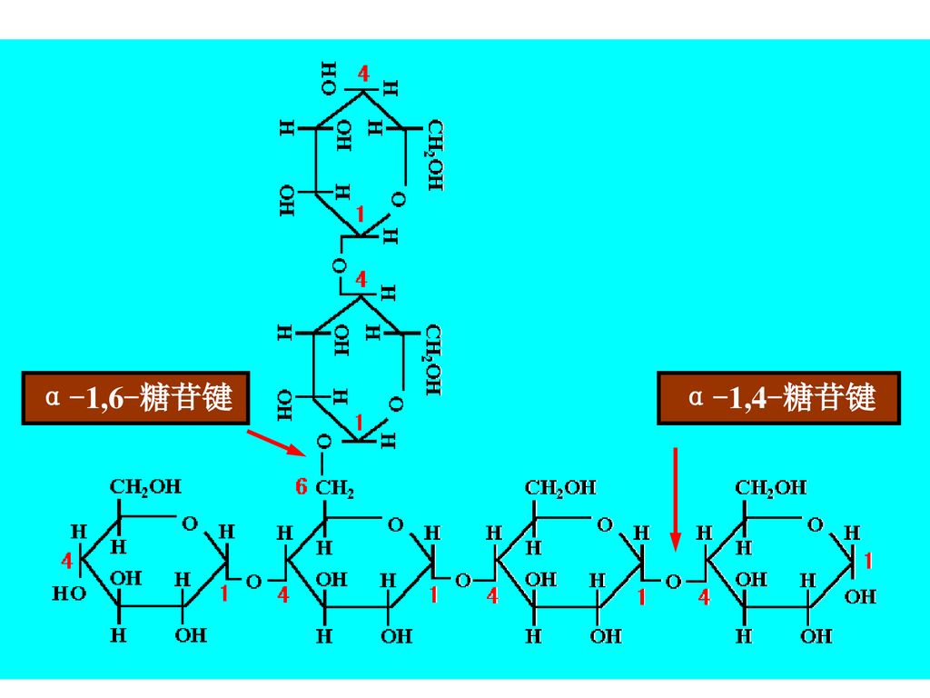 糖原分子的直链部分借α-1,4-糖苷键而将葡萄